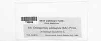 Coleosporium asterum image
